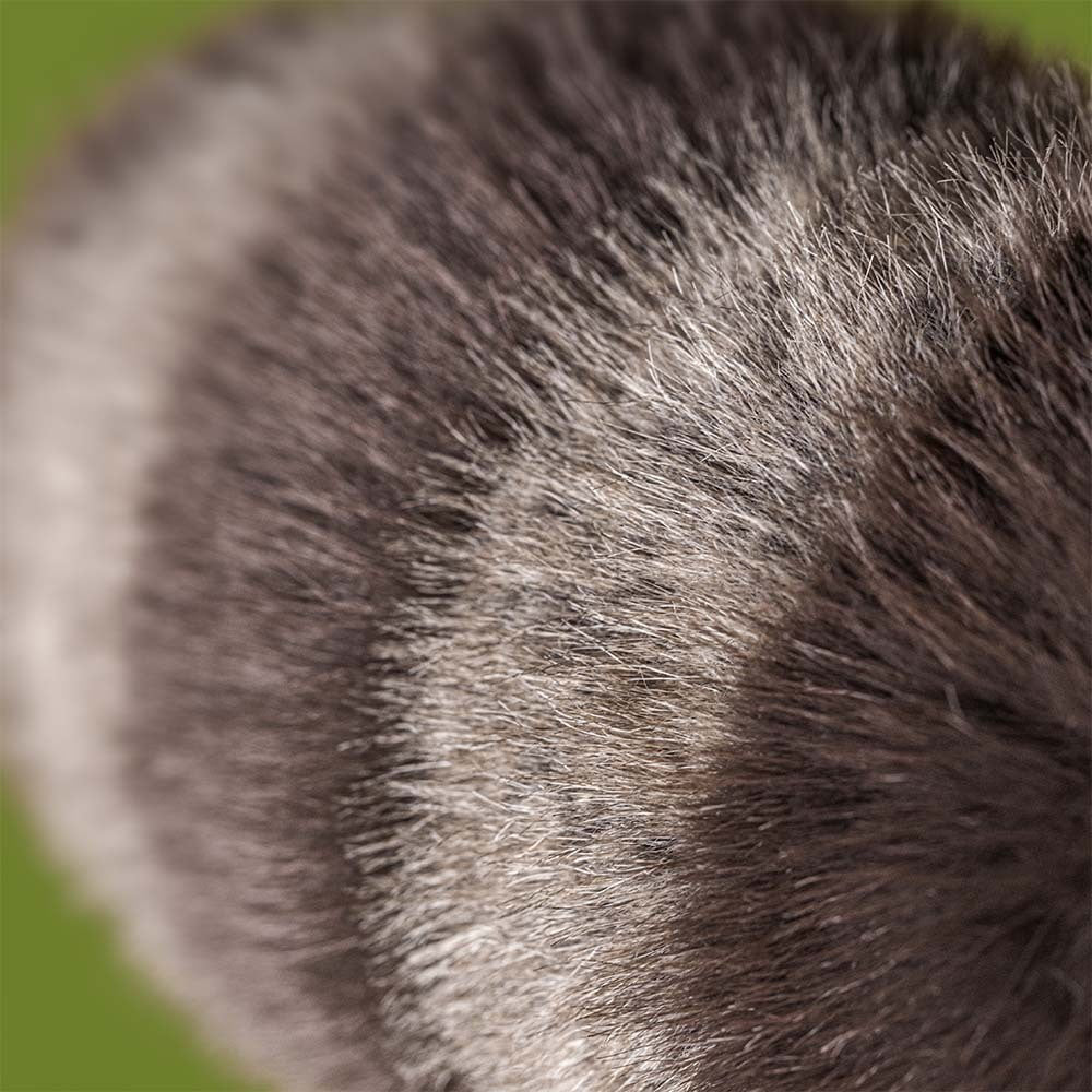 Jellycat Trixiwoo Raccoon (25cm)