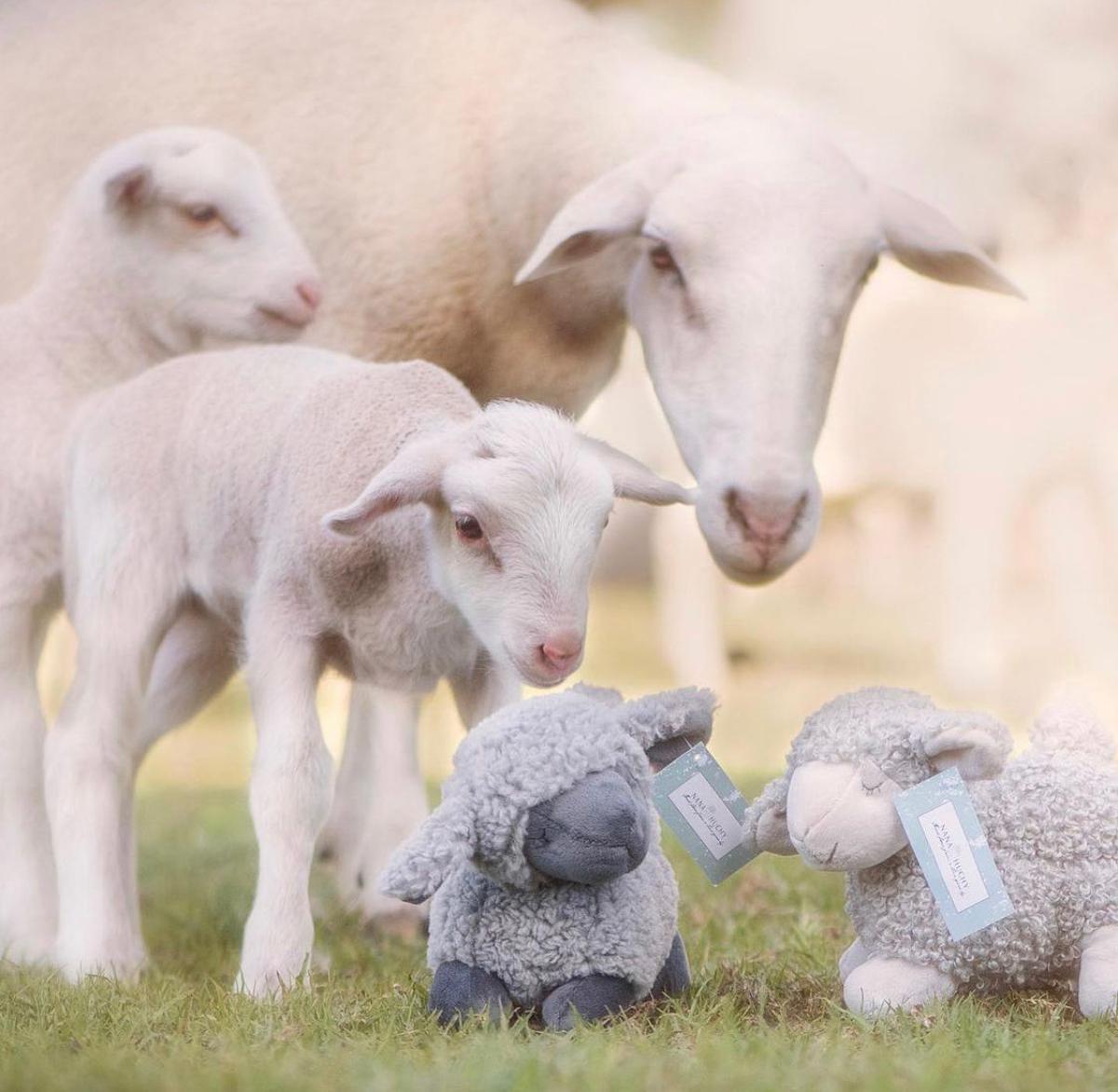 Nana Huchy Charlotte the Sheep - Black (32cm)