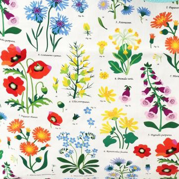 Wild Flowers